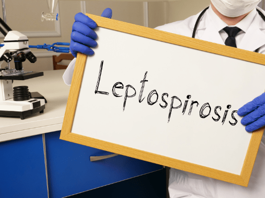 Leptospirozis Nedir?