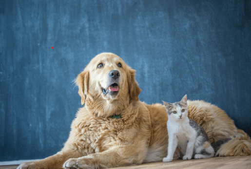 Köpek ve Kedilerde&nbsp;Kriptorşidizm