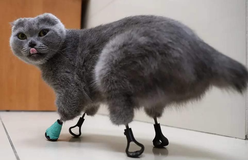 Patiler İçin İkinci Bir Şans: Amputasyon Teknolojileri ve Geleceğin Biyonik&nbsp;Uzuvları